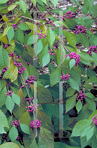 Picture of Callicarpa dichotoma 