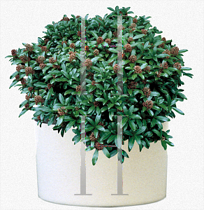 Picture of Skimmia japonica 