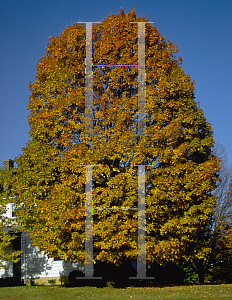 Picture of Acer platanoides 