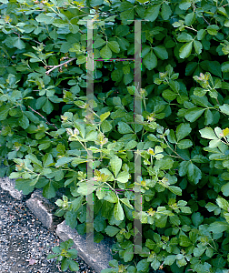 Picture of Rhus aromatica 'Gro-low'