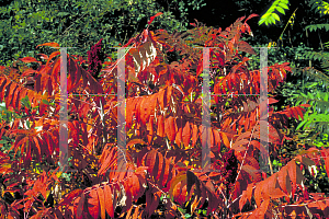 Picture of Rhus typhina 