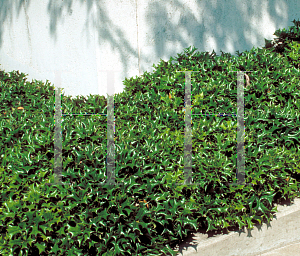 Picture of Ilex cornuta 'Rotunda'