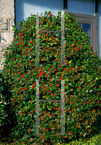 Picture of Ilex cornuta 'Burfordii'