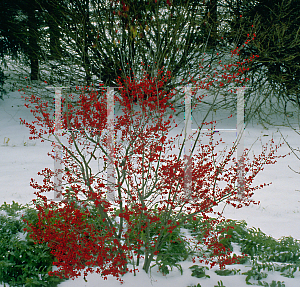 Picture of Ilex verticillata 