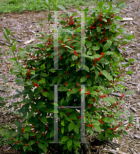 Picture of Ilex verticillata 