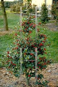 Picture of Ilex x aquipernyi 'San Jose'
