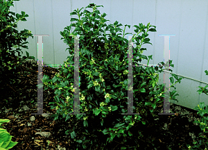 Picture of Ilex x meserveae 'Mesog (China Girl)'