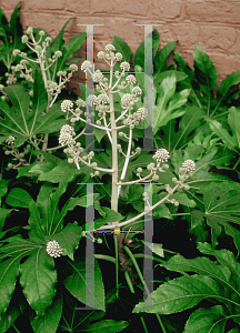 Picture of Fatsia japonica 