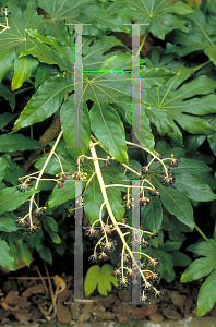 Picture of Fatsia japonica 