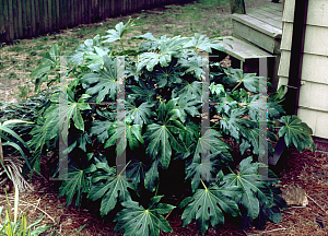 Picture of Fatsia japonica 