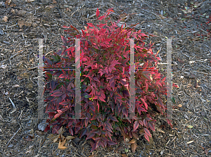 Picture of Nandina domestica 'Compacta Nana (Gulfstream)'