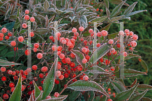 Picture of Nandina domestica 