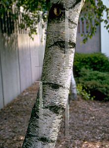 Picture of Betula pendula 