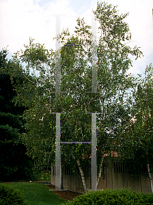 Picture of Betula pendula 