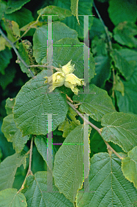 Picture of Corylus americana 