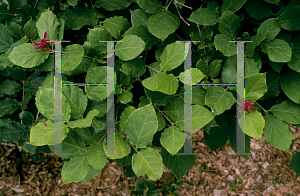 Picture of Calycanthus floridus 