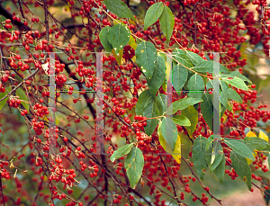 Picture of Lonicera maackii 