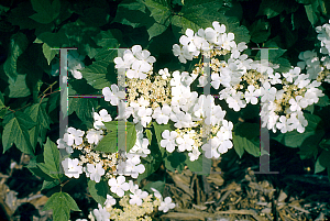 Picture of Viburnum trilobum 