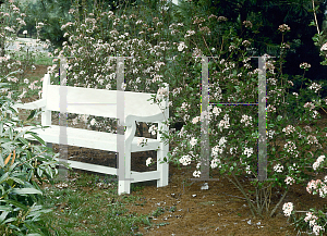 Picture of Viburnum x burkwoodii 'Mohawk'