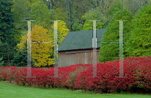 Picture of Euonymus alatus 