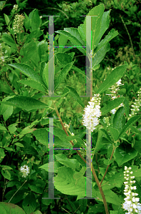 Picture of Clethra alnifolia 