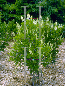 Picture of Clethra alnifolia 