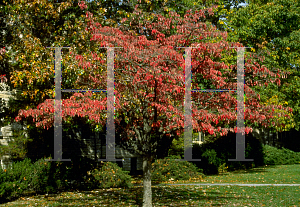 Picture of Cornus florida 