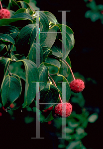 Picture of Cornus kousa 