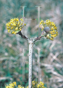 Picture of Cornus mas 