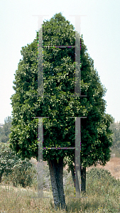 Picture of Calocedrus decurrens 
