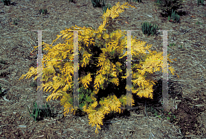 Picture of Chamaecyparis obtusa 'Fernspray Gold'