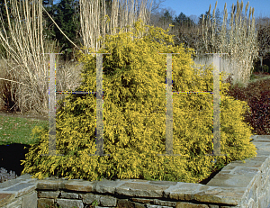 Picture of Chamaecyparis pisifera 'Filifera Aurea'