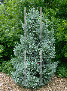 Picture of Chamaecyparis pisifera 'Boulevard'