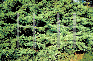 Picture of Juniperus chinensis 