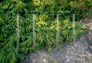 Picture of Juniperus communis var. depressa 