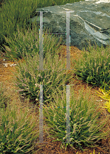 Picture of Calluna vulgaris 'Rosea'