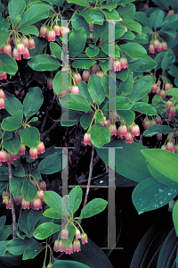 Picture of Enkianthus campanulatus 