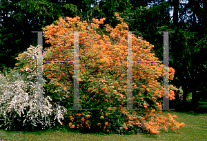 Picture of Rhododendron calendulaceum 