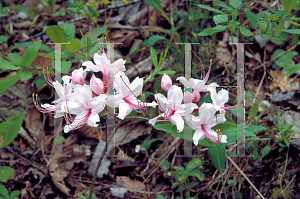 Picture of Rhododendron periclymenoides 
