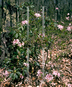 Picture of Rhododendron periclymenoides 