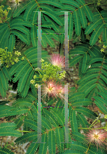 Picture of Albizia julibrissin 