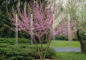 Picture of Cercis canadensis 