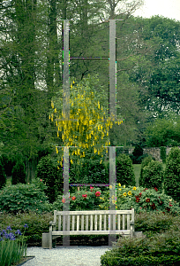 Picture of Laburnum x watereri 