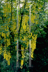 Picture of Laburnum x watereri 