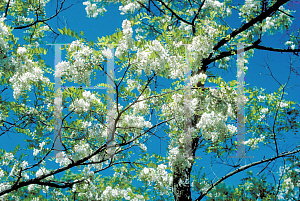 Picture of Robinia pseudoacacia 