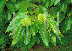 Picture of Castanea mollissima 