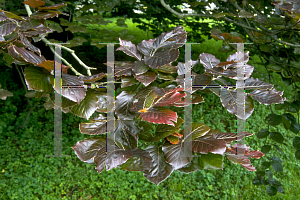 Picture of Fagus sylvatica 'Cuprea'