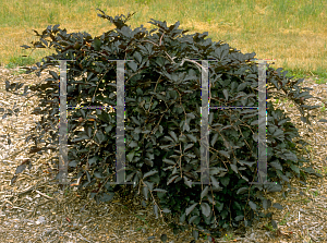 Picture of Fagus sylvatica 'Purpurea Pendula'