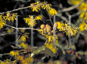 Picture of Hamamelis virginiana 