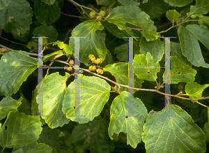 Picture of Hamamelis virginiana 